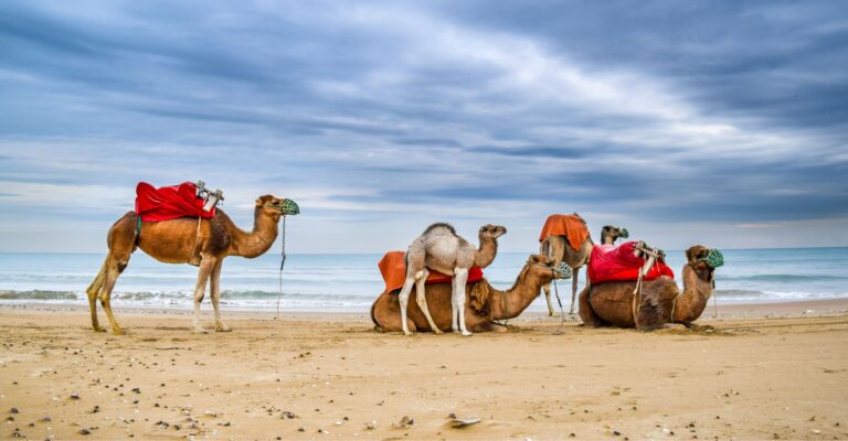 Wielbłądy na plaży w Tunezji © Shutterstock